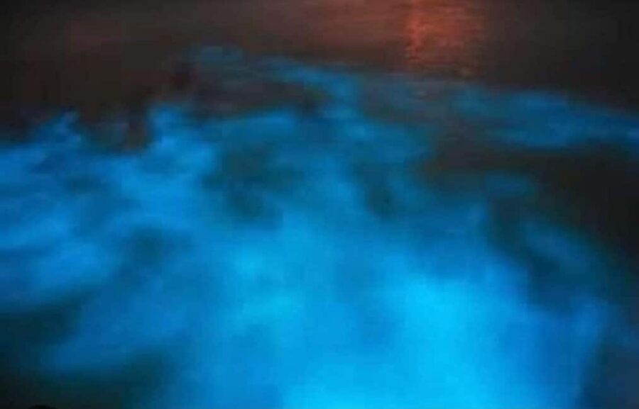 Luminous lagoon : Night Tour from Ocho Rios and Runaway Bay - Luminous Lagoon glow in Falmouth: what you’re really seeing