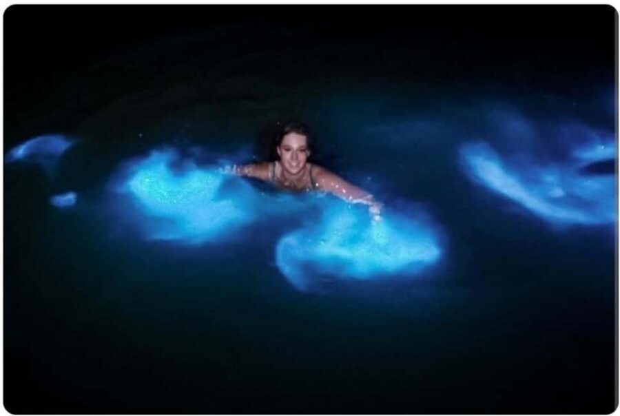 Luminous lagoon : Night Tour from Ocho Rios and Runaway Bay - Conditions that change the glow: moonlight and rainfall