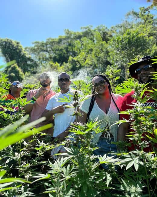 Marijuana Farm, Bamboo Rafting and Doctors Cave Beach Tour - Who this tour suits best (and who should skip it)