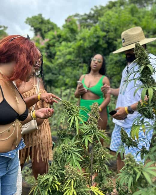 Montego Bay: Cannabis Farm, Bamboo Rafting, & Foot Massage - Marijuana Farm Visit: Learning Jamaican Cannabis Culture, Plant to Purpose