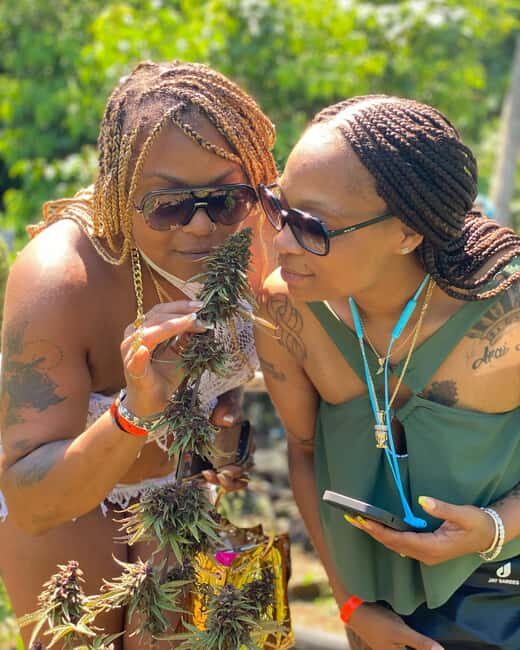 Montego Bay: Cannabis Farm, Bamboo Rafting, & Foot Massage - A Quick Reality Check on Ratings and Overall Experience