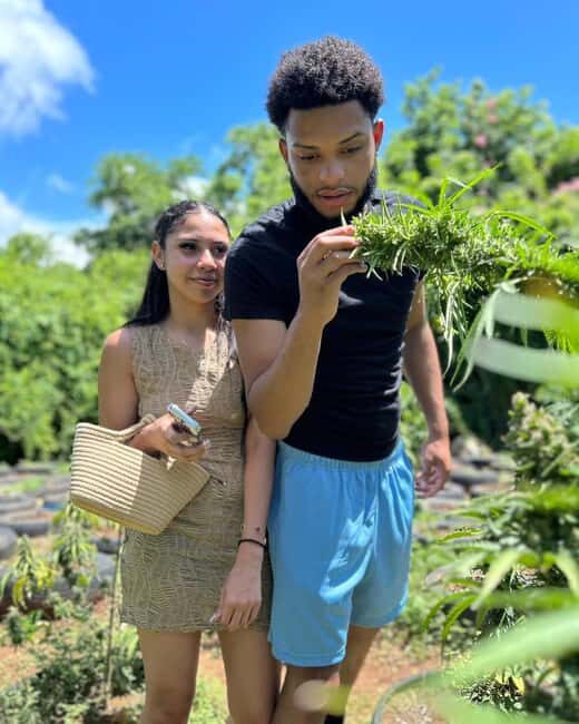 Montego Bay: Cannabis Farm, Bamboo Rafting, & Foot Massage - How the 3–4 Hour Schedule Really Flows (Pickup to Return)