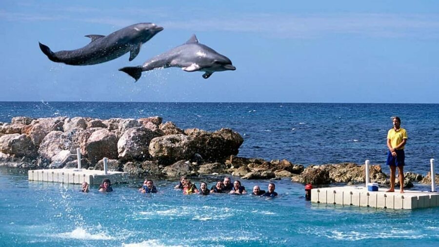 Montego Bay: Dolphin Cove Ocho Rios Day Trip - Why Dolphin Cove feels like a smart Montego Bay add-on