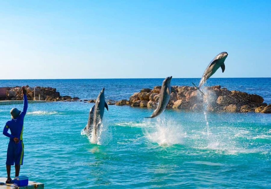 Montego Bay: Dolphin Cove Ocho Rios Day Trip - Private round-trip transportation with Ellis Tours & Transfers JA
