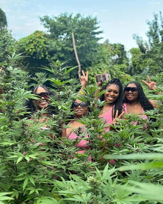 Montego Bay Marijuana Farm Tour - Key Things I’d Focus On