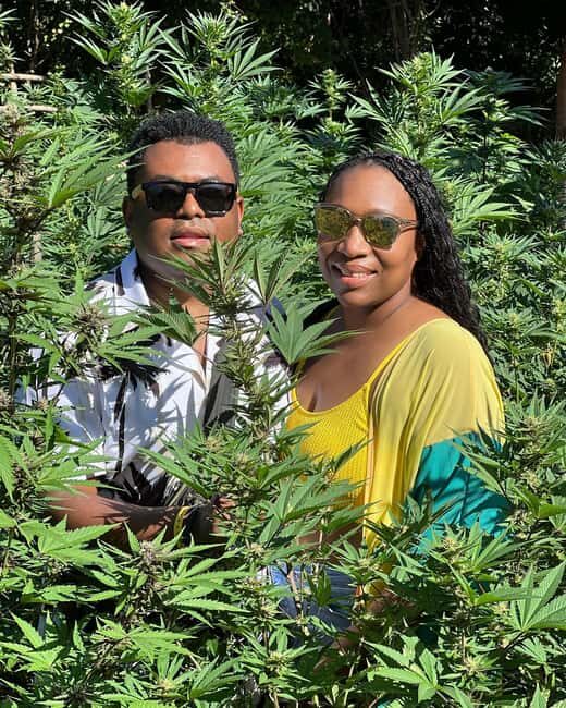 Montego Bay Marijuana Farm Tour - Price and Value: Is $140 Worth It?
