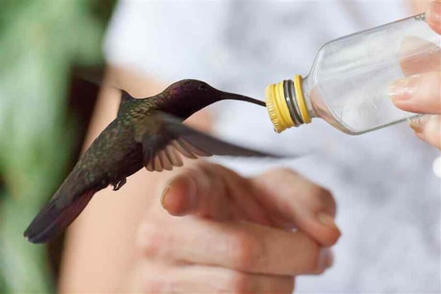 Montego Bay: Private Rocklands Bird Sanctuary Trip - Should you book the Montego Bay Rocklands Bird Sanctuary trip?