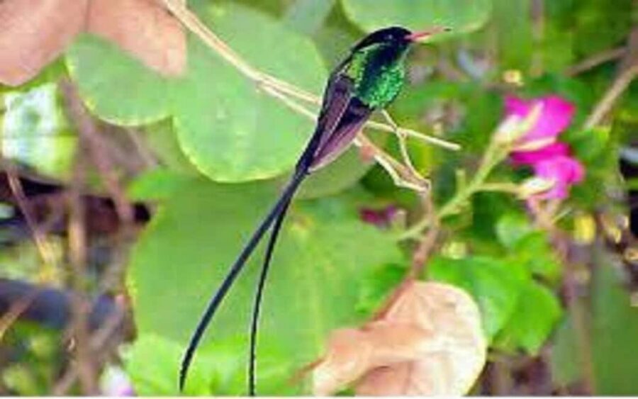 Montego Bay: Private Rocklands Bird Sanctuary Trip - Where Rocklands Bird Sanctuary sits (and why that location matters)