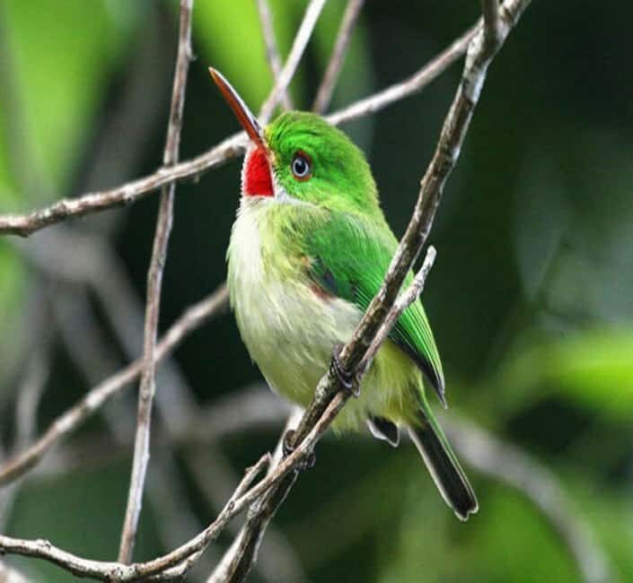 Montego Bay: Private Rocklands Bird Sanctuary Trip - What the best moments feel like (and how to handle slower bird days)