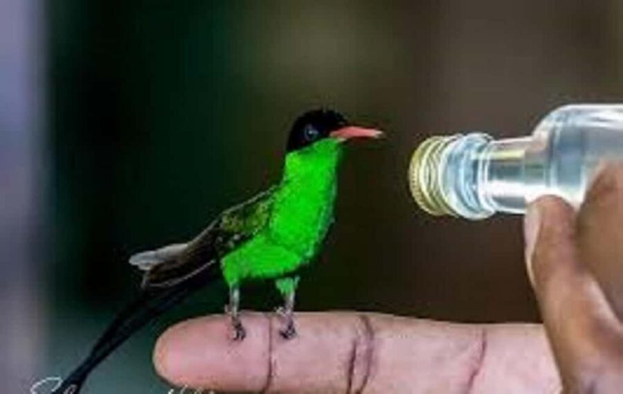 Montego Bay: Private Rocklands Bird Sanctuary Trip - Practical tips to get the best views at the feeders