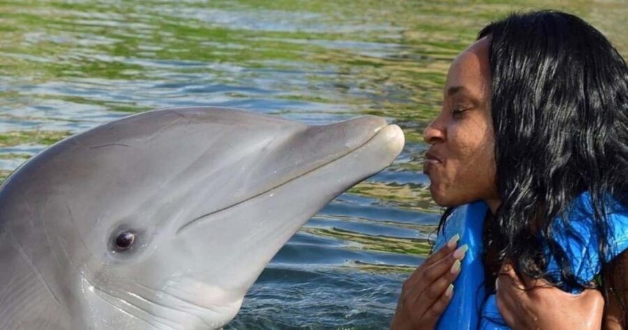 Montego Bay: Swim With The Dolphins Adventure in Lucea - Key Things to Know Before You Go