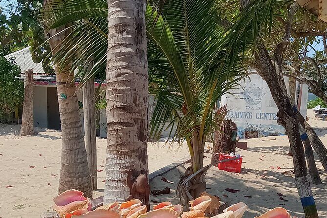 Ocho Rios Scenic Views, Culture and Adventure - Who This Tour Fits Best (and Who Might Want Another Option)