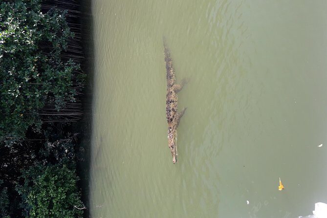 Private Black River Safari Tour from Montego Bay - Should you book the Private Black River Safari Tour?