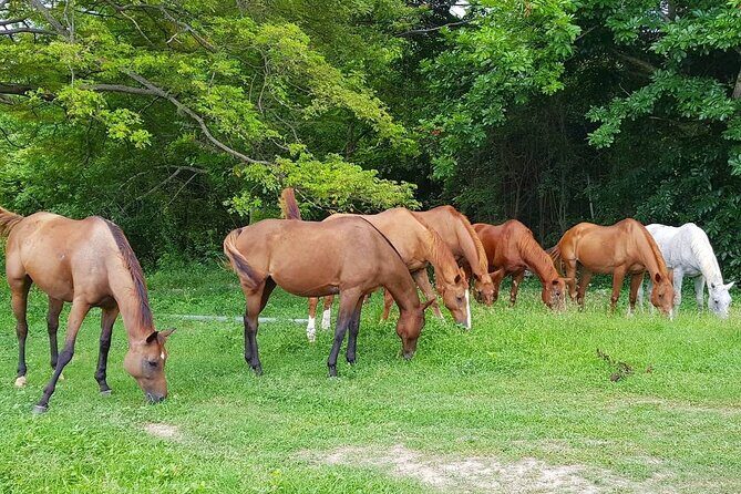Private Horseback Riding, Swimming and Dunn's River Falls Tour - How the Private Day Runs in Montego Bay (Pickup to Free Time)