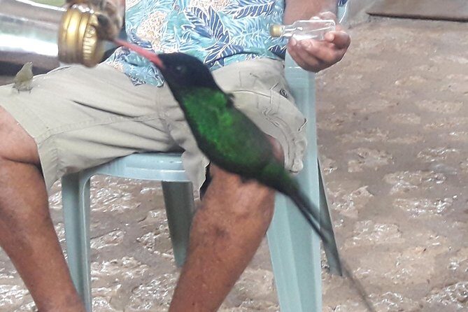 Private Rockland Bird Sanctuary Tour from Montego Bay - How the $110 Price Really Works (and What It Covers)