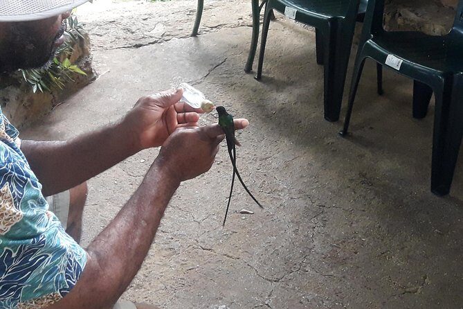 Private Rockland Bird Sanctuary Tour from Montego Bay - Rocklands Bird Sanctuary: The One-Hour Guided Feeding Session