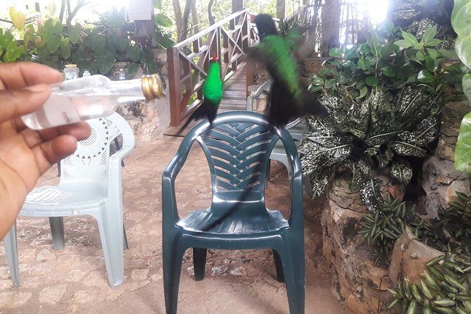 Private Rockland Bird Sanctuary Tour from Montego Bay - The Road Up Matters: Shoes, Uneven Ground, and Rainy Reality