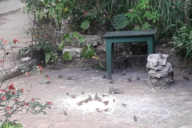 Private Rockland Bird Sanctuary Tour from Montego Bay - Comfort and Convenience: Air-Conditioned Transport and Private Time