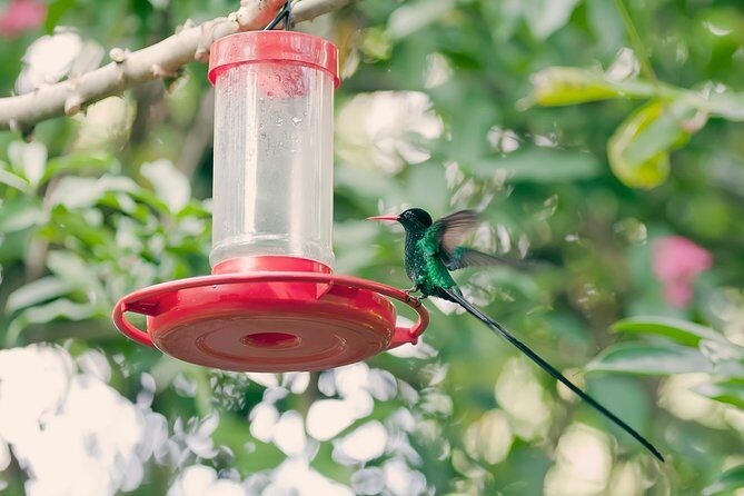 Private Rockland Bird Sanctuary Tour from Montego Bay - Your 3-Hour Plan: From Hotel Pickup to Rocklands Garden Walk
