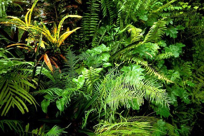 Private Sightseeing Tour in & Around Ocho Rios - Fern Gully: The Scenic Road Stop That Turns Into Photos