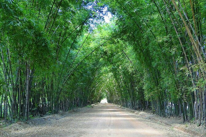 Private Tour from Negril to YS Falls and Pelican Bar - Allan Bamboo Avenue: bamboo arches for photos and fresh air