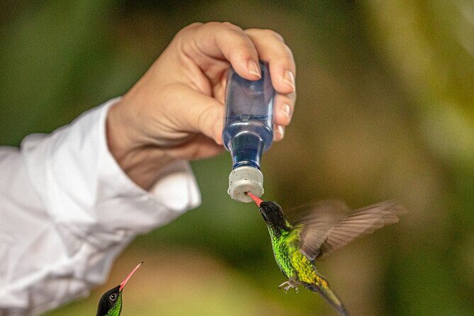 Rockland Bird Sanctuary plus Montego Bay Highlights & Shopping Private Tour - The Private Ride From Your Hotel: Less Waiting, More Watching
