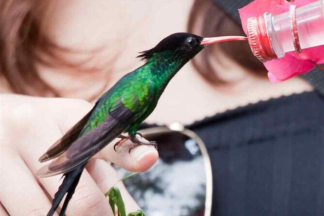 Rockland Bird Sanctuary plus Montego Bay Highlights & Shopping Private Tour - Other Birds Too: Seed Feeding, Patio Watching, and Tiny Surprises