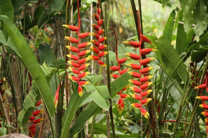 Rockland Bird Sanctuary plus Montego Bay Highlights & Shopping Private Tour - Montego Bay Highlights Plus Shopping: Gifts Without the Time Pressure