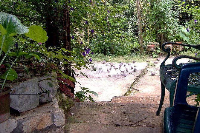 Rockland Bird Sanctuary plus Montego Bay Highlights & Shopping Private Tour - Should You Book This Private Rockland Sanctuary and Montego Bay Shopping Tour?