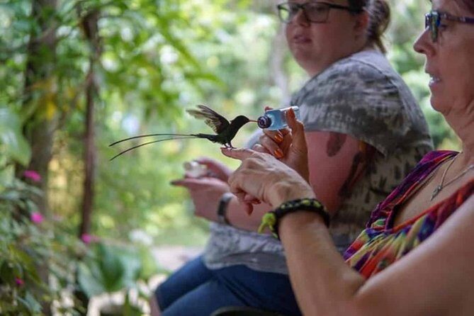 Rockland Bird Sanctuary plus Montego Bay Highlights & Shopping Private Tour - Hummingbirds at Your Hand: What You’ll See and Why It Feels Special