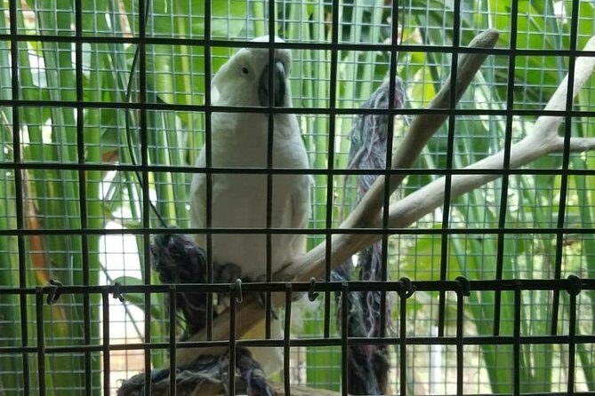 Rockland Bird Sanctuary Private Tour - Beyond Hummingbirds: Grassquits, doves, bananaquit, and more
