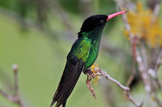Rockland Bird Sanctuary Private Tour - Who Should Book This Private Bird Sanctuary Tour?