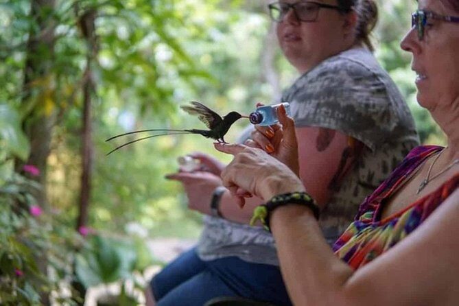 Rockland Bird Sanctuary Private Tour - The Feeding Trail: Sugar water, hummingbirds, and streamertails