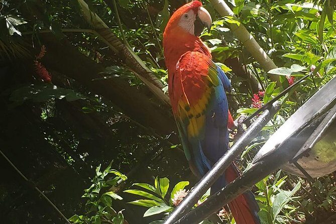 Rockland Bird Sanctuary Tour [Transportation] Hotel Pick-Up - Rockland Bird Sanctuary: A calm nature stop near Montego Bay