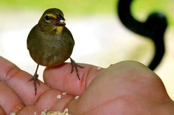 Rockland Bird Sanctuary Tour [Transportation] Hotel Pick-Up - Should you book Rockland Bird Sanctuary Tour?