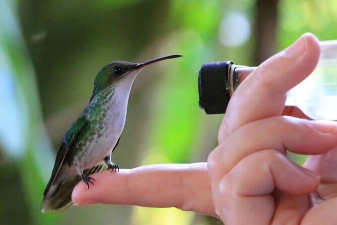Rocklands Bird Sanctuary and Montego Bay Highlights - Key highlights you shouldn’t skip