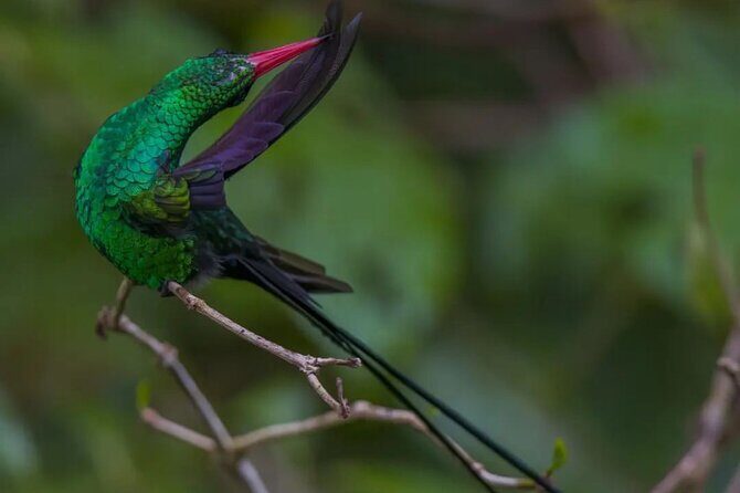 Rocklands Bird Sanctuary and Montego Bay Highlights - Rocklands Bird Sanctuary: small-time effort, big-feeling bird encounter
