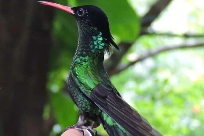 Rocklands Bird Sanctuary and Montego Bay Highlights - Panoramic Montego Bay views: why the hills ride is more than a transfer