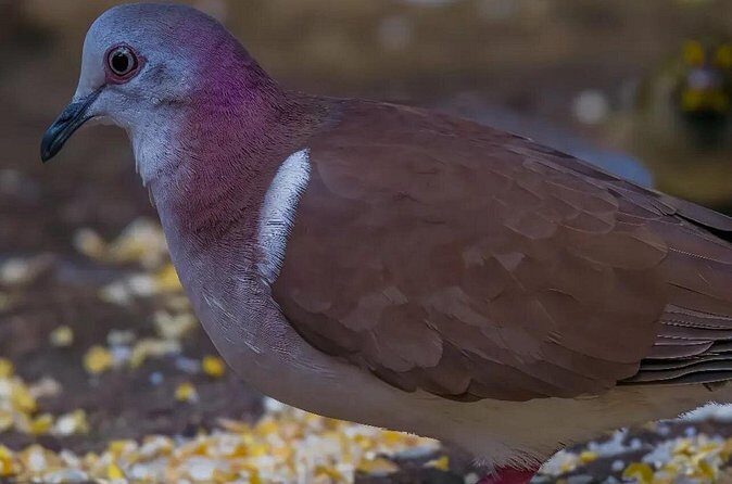 Rocklands Bird Sanctuary and Montego Bay Highlights - What you learn at Rocklands: Lisa Salmon and the Bird Lady connection
