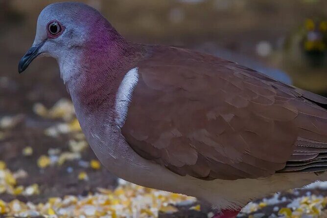 Rocklands Bird Sanctuary and Montego Bay Highlights - Your route and timing: the 2-hour structure that keeps it doable