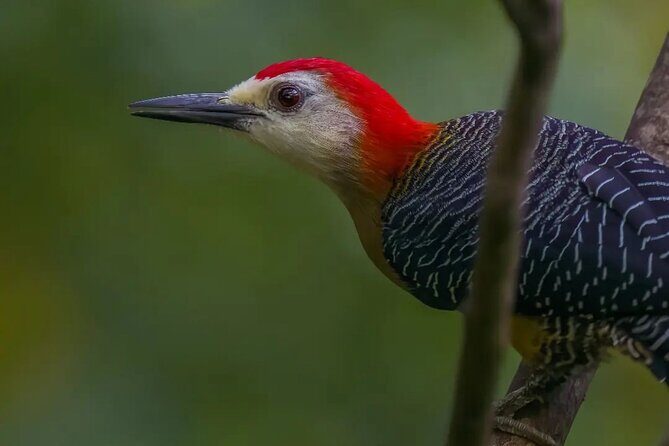 Rocklands Bird Sanctuary and Montego Bay Highlights - What’s included (and what you’ll need to handle yourself)