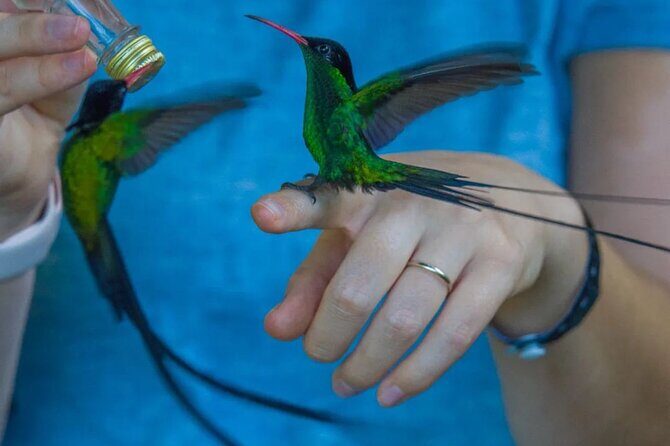 Rocklands Bird Sanctuary and Montego Bay Highlights - The hummingbirds: the moment you’ll want photos for