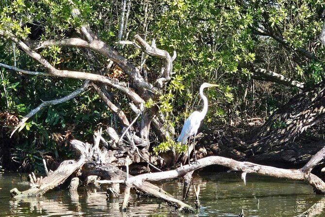 Scenic & Historical Nature Boat Safari Up the Negril River - Who This Boat Safari Is Best For (and Who Might Skip It)
