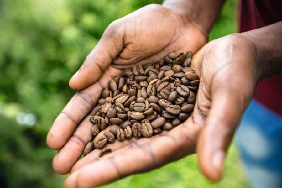 Shared/Private Full Day Blue Mountains Tour -Top Attractions - Blue Mountains and coffee tasting that actually teaches you