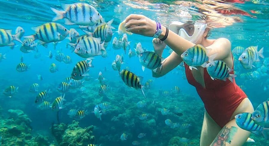 Snorkeling in Montego Bay with Transportation - Why Montego Bay snorkeling is easier with transportation