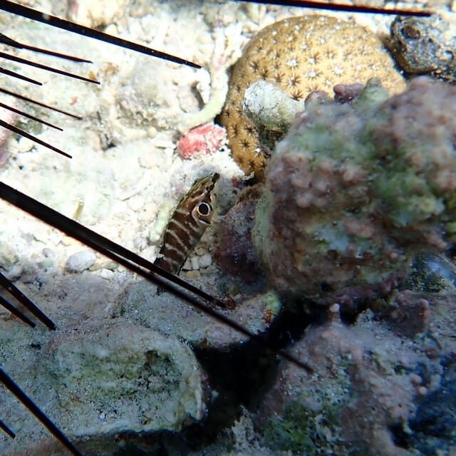 Snorkeling in Montego Bay with Transportation - What you’ll see: coral reefs, fish, and sea turtles