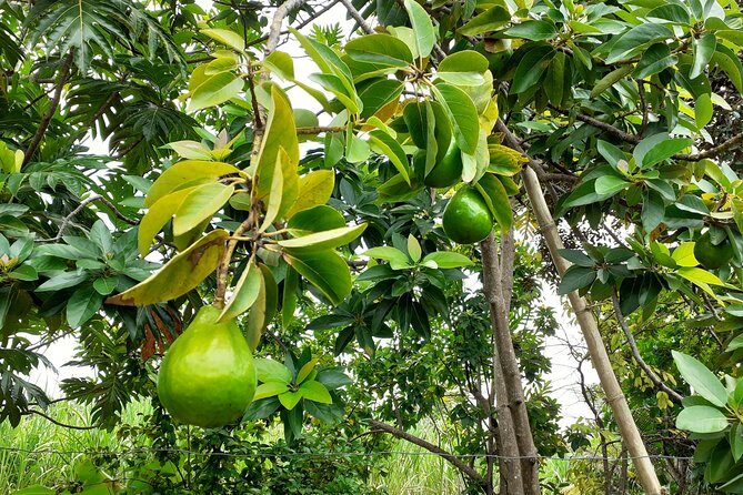 Stepping High Mountain Rastafari Herbs Tour - Rastafari Herbs and Mountain Views From Negril