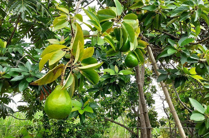 Stepping High Mountain Rastafari Herbs Tour - Farm Crops and Medicinal Herbs: What You’re Really Looking At