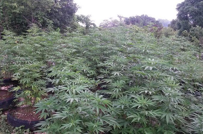 Stepping High Mountain Rastafari Herbs Tour - Transportation, Timing, and the Real Value of $140