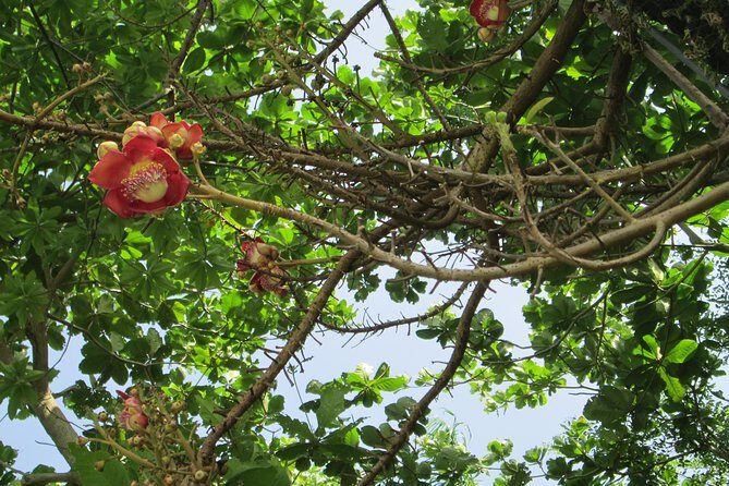 Stepping High Mountain Rastafari Herbs Tour - The Private Setup: Why This Tour Feels Different